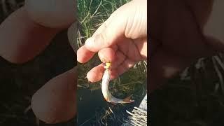 #fishing #запорожье #рыбалка #украина #дом #гадка #поплавок #красота #трофей #top #рекомендации