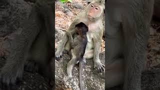 #Animakey #mom&baby#lovelymonkey#babysocute#viral#animals#youtube#shorts#like#Subscribe#