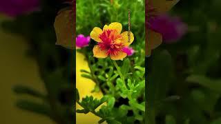 Beautiful natural flowers #flowers #naturalflowers #trending #viralvideo