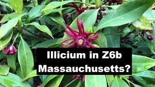 Illicium growing in z6b Massachusetts.