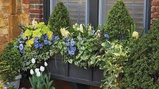 Windowbox Tips from Linda Vater