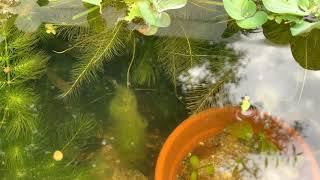 Poecilia Velifera Eating Algae