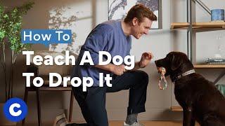 How To Teach A Dog To Drop It | Chewtorials