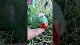 Beautiful viral video, Mojo parrot in the flower plant  🪴  ##lovelyparrot #flowerplants #myhome