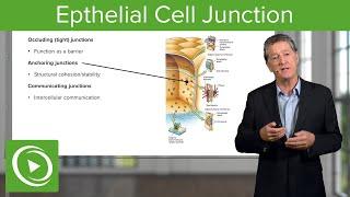 Eptihelial Cell Junctions  – Histology | Lecturio