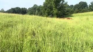Greg Judy gives tips on making a living grazing forages.