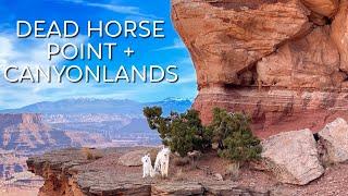 Dog Friendly Road Trip Ep 7 | Dead Horse Point State Park + Canyonlands National Park