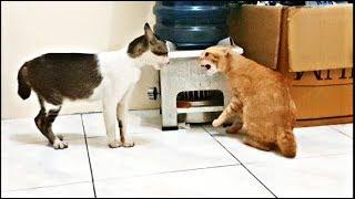 Very angry cats fight (real fight, no editing)