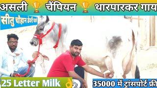 25 Letter Milk  असली गारंटी वाली  चैंपियन  थारपारकर गाय  Most Beautiful ️ Tharparkar Cow