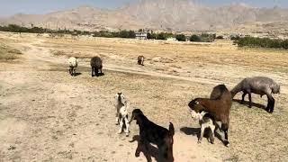 Nomadic lifestyle in Jaghori  | Shepherd's Life | Village life in Afghanistan