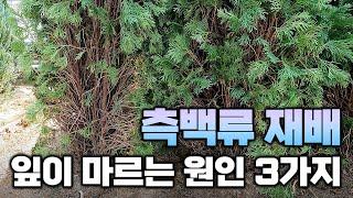 측백나무 잎이 마르는 원인 3가지! 측백류 재배 시 자주 발생하는 잎마름 원인과 파악, 대처법까지 요점만 정리해서 알려드립니다.