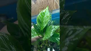 Anubias Heterophylla - Aquariumplantenshop