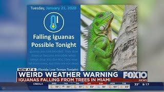 Warning issued for iguanas falling from trees