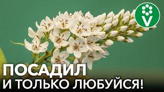 8 КРАСИВЫХ ЦВЕТОВ, КОТОРЫЕ НЕВОЗМОЖНО УБИТЬ! Неприхотливые многолетние растения для начинающих