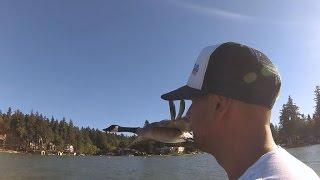 Man and goose build unusual friendship