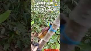 mikat cucak ijo big di hutan dapat body yg istimewa