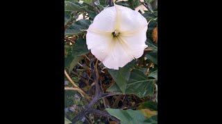 Sacred Datura Shares its Wisdom With Antonio