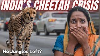 Can PROJECT CHEETAH Make a COMEBACK in 2025? | Ashish Ranjan