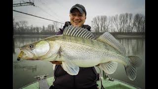 Zanderangeln in Italien - Brutale Zander im Wallerfluss!