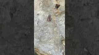 Jumping Cave in hundred islands with Bat #bats #cave #sea #jumping