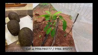 Avocado Farming in Dry Land ENGLISH VIDEO #agriculture #farming