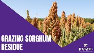 Grazing Sorghum Residue