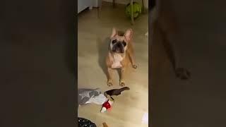 пушистые дизайнеры#рек #funny #cat #собачки #смешно