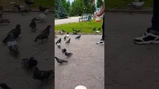Feeding pigeons in Ukraine| Indians in Europe|#pigeon #animals #nature #shorts #ytshorts #ukraine