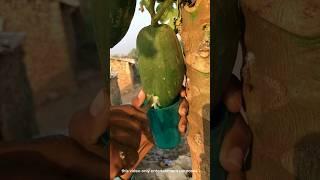 papita mese dudh nikala #vinodfarmer #viral #youtube #money #viral