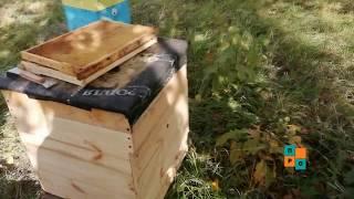 Как кормить пчел в зиму сиропом? Какой варить сироп?