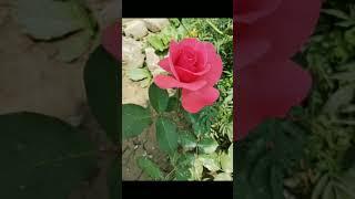 BEAUTIFUL FLOWER GARDENING|| NATURAL FLOWERS||