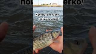 Лови в ТАКОМ месте и используй ЭТУ приманку, и ты поймаешь голавля на 100%! #голавльнаспиннинг