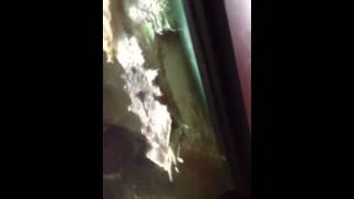 Weirdest Turtle On Earth