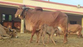 cow lovers #cow #trending #video #viral #vlog #gomata #love #gir #gujarat #india #bull #gircow