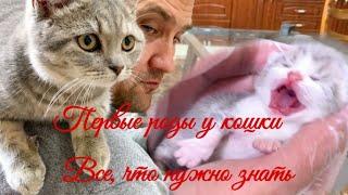 Первые роды у кошки   Все, что нужно знать  The first birth of a cat