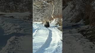 Вездеход Тайфун спас от медведя на Камчатке