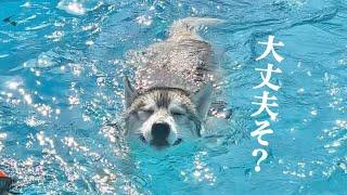 【大変】愛犬が一向にプールから出てきませんww  好きな女の子とプールデートしてきた