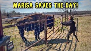 UPSET Big Joe Storms Through The Pasture! Marisa Has To