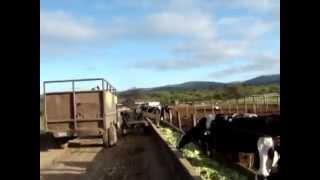 Feeding cactus to cattle with a tractor