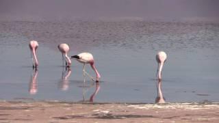 Andean Flamingos of the Salar de Atacama