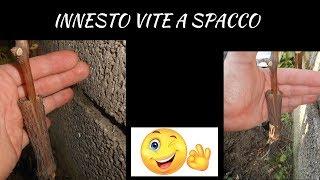 Innesto vite a spacco