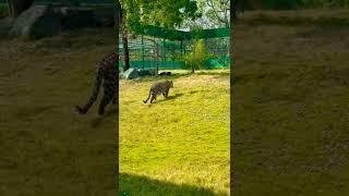 Leopard vs Black Panther: Warning this a scary video #shorts