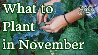 9 Types of Crops To Plant In November | Winter Gardening Guide