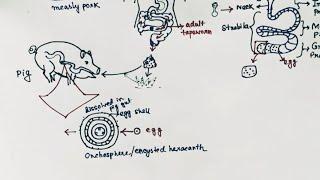 Taenia solium Lifecycle | Tapeworm | Taeniasis | Cysticercosis ( English )