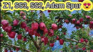 SS3 Apple Variety , Adam Spur , Z-1 || Kashmiri Apple