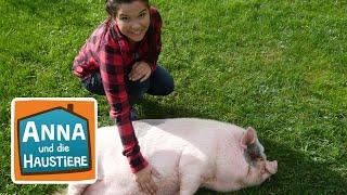 Mini-Schwein | Information für Kinder | Anna und die Haustiere