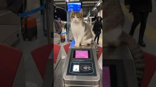 Security Cat in Istanbul #catlovers #catsofistanbul #istanbultourism