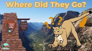 The Curious Case of Zion's Missing Mountain Lions