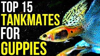 15 Ideal Tankmates for Vibrant Guppies | Tank Mates for Guppies