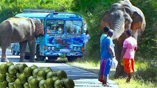 IN POSON POYA DAY People Who Treated a Wild Elephant With Huge Watermelons